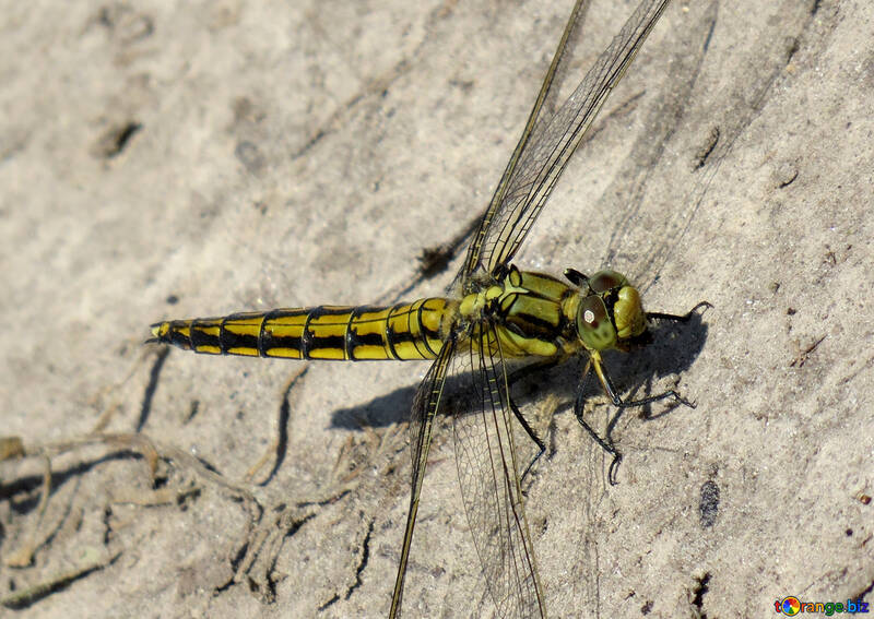 Big eyes dragonfly №24965
