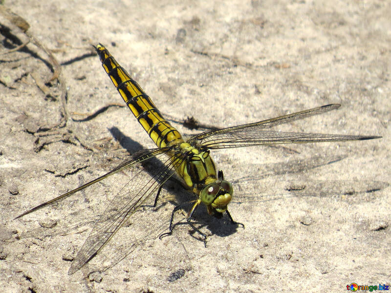 Dragonfly  №24964