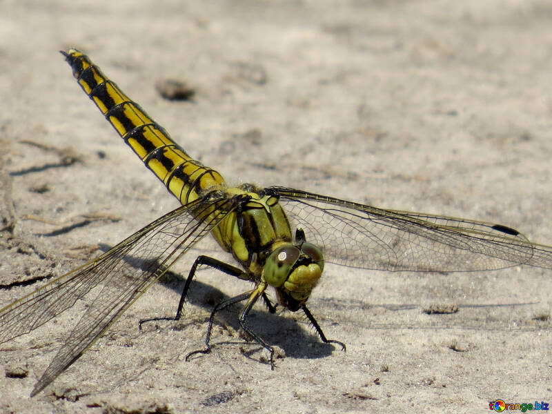 Dragonfly eyes №24962