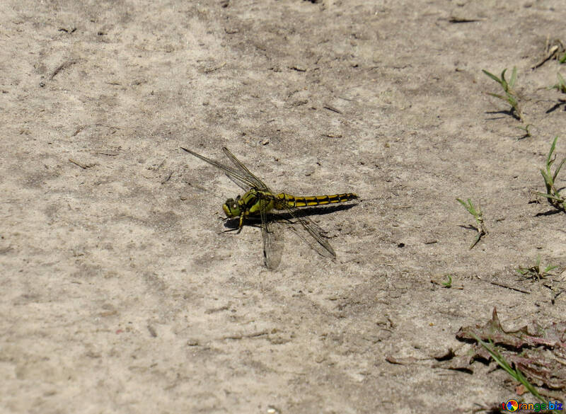 Dragonfly on the ground №24974