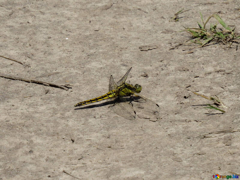 Dragonfly sitting on the ground №24976