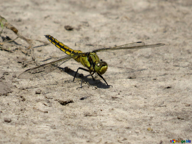 Green dragonfly №24955