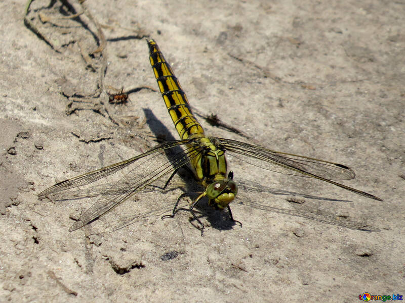 Large dragonfly №24966