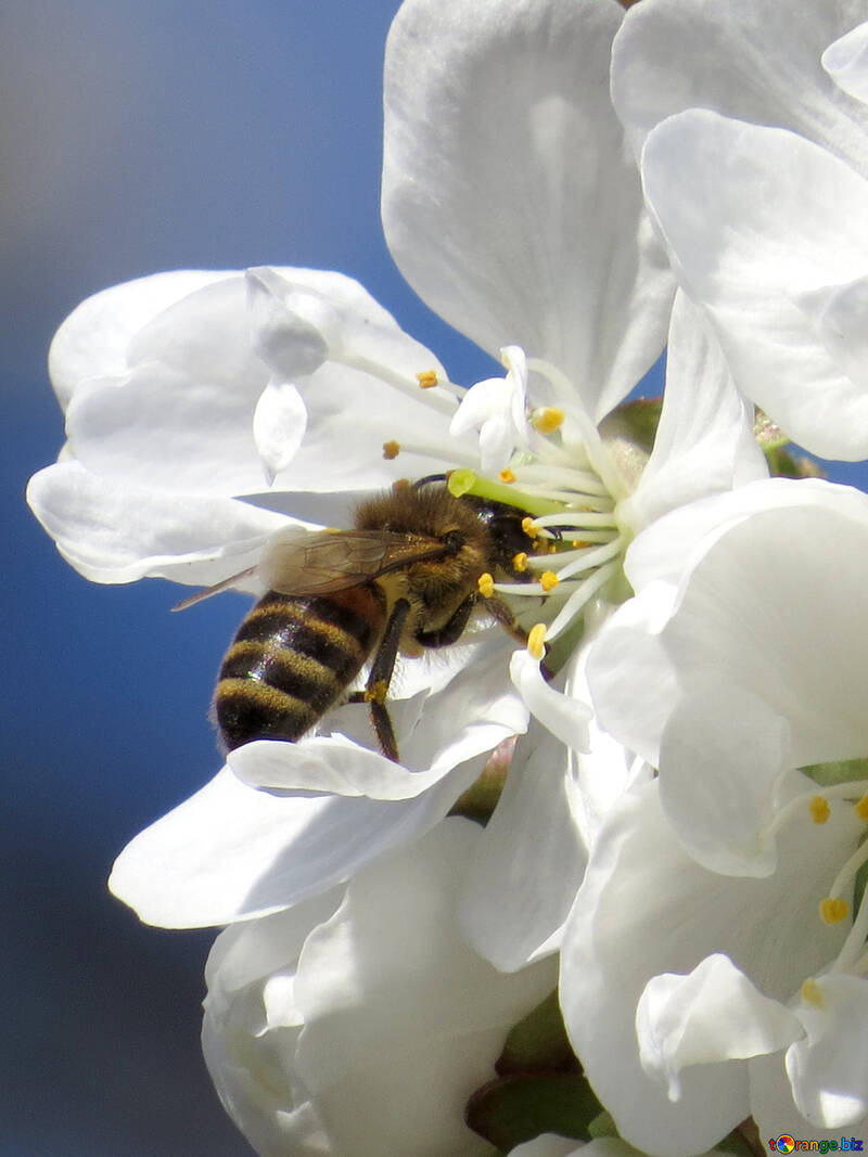 Bee №24458