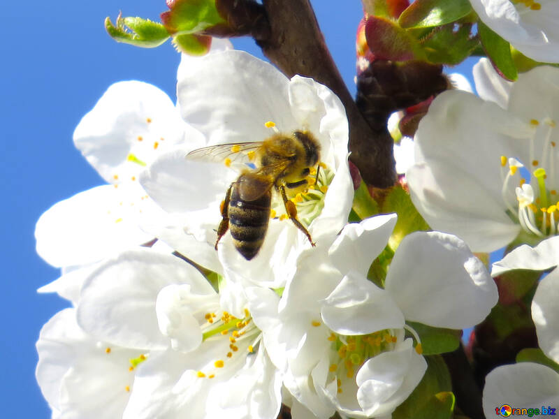 Бджола збирає мед №24419