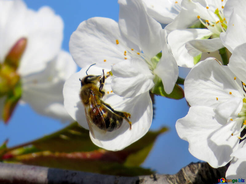 Бджола збирає нектар №24429