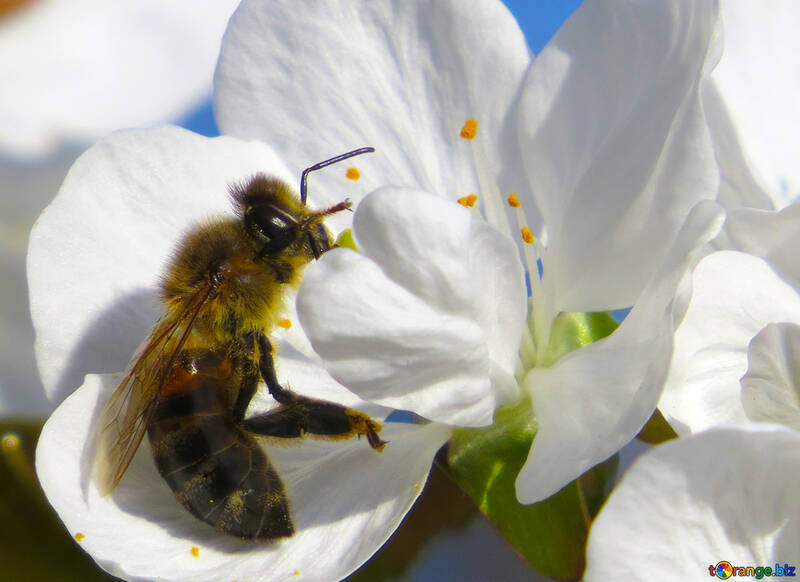 Biene sammelt pollen №24427