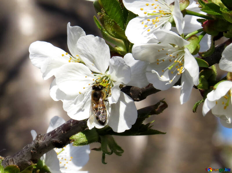 Bee eats nectar №24498