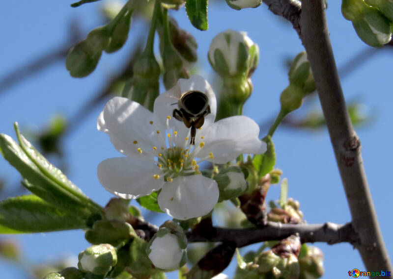 Бджола у квітці №24022