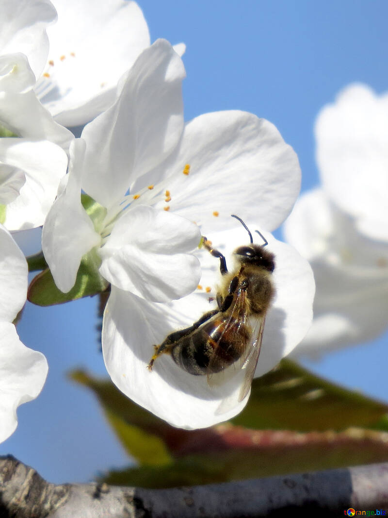 Bee in flower №24430