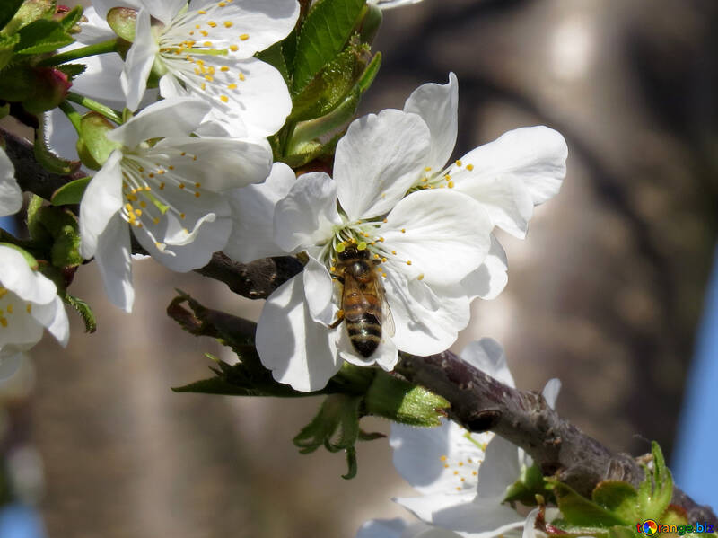 Bee in Flower  №24500