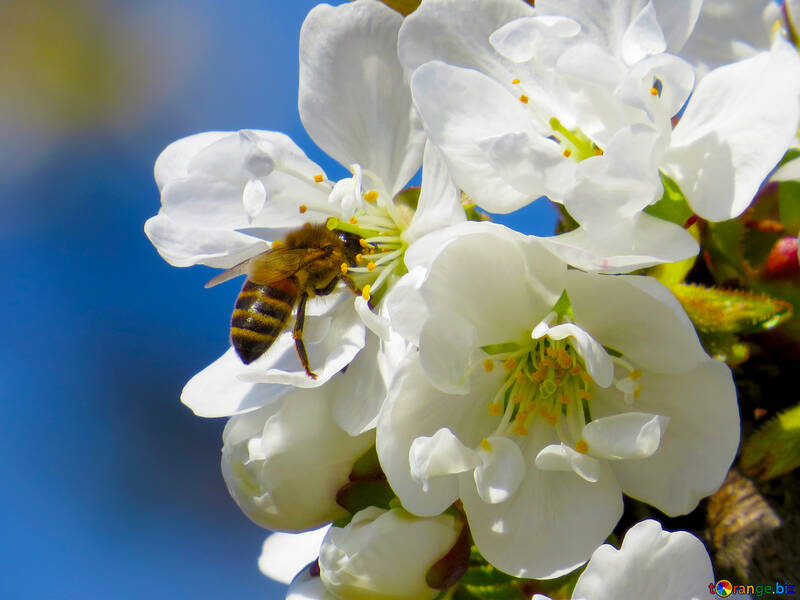 Ape su un albero in fiore №24459