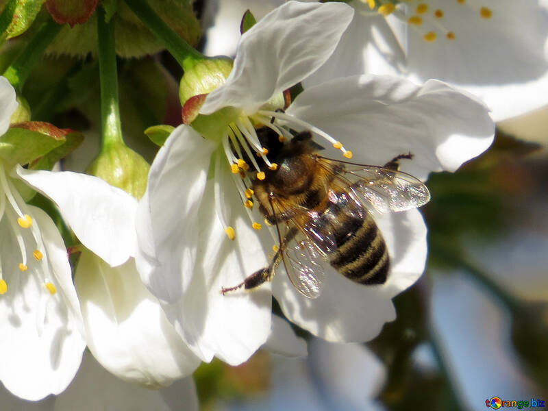 Honeybees №24442
