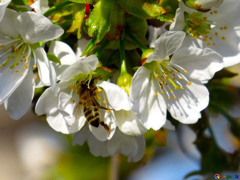 Worker bee on flower №24445
