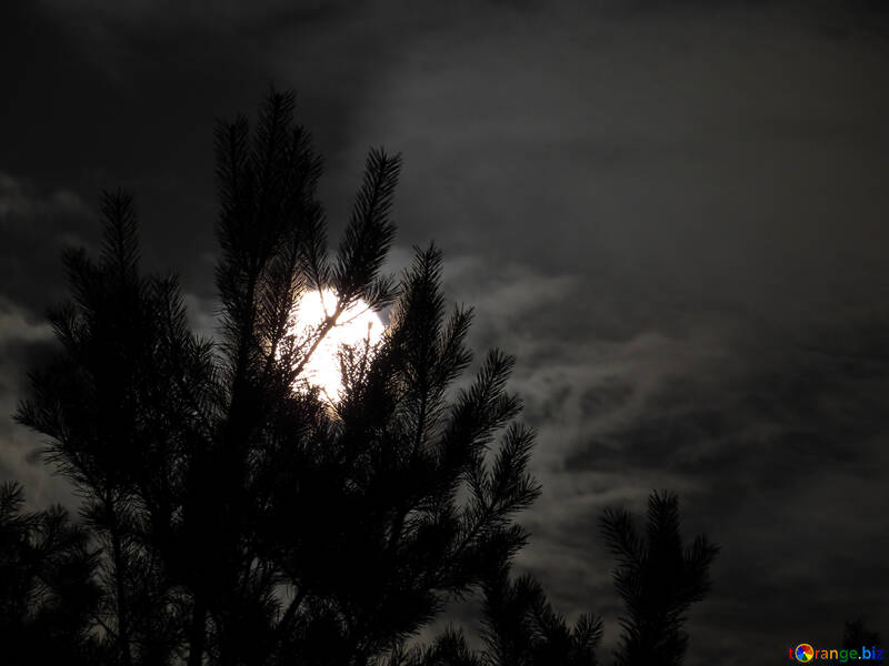 Moon in branches №24181
