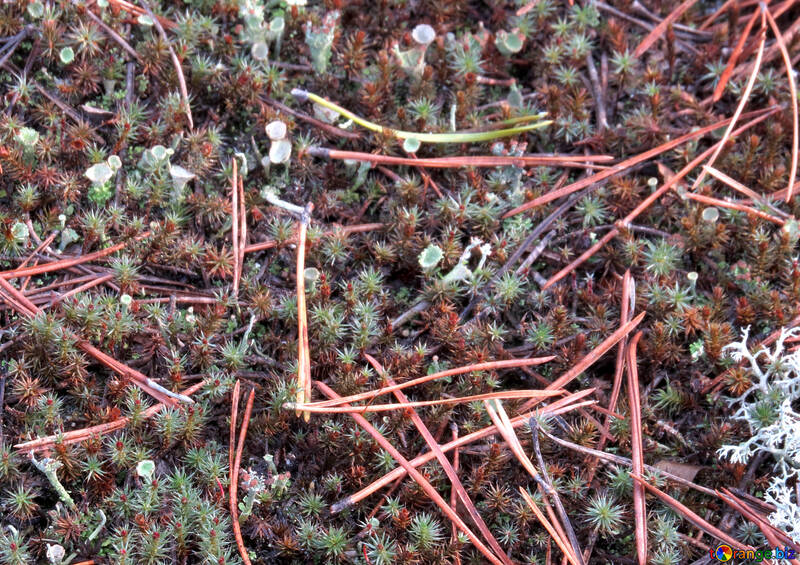 Forest moss №24855
