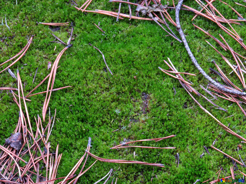 Bright green moss №24853