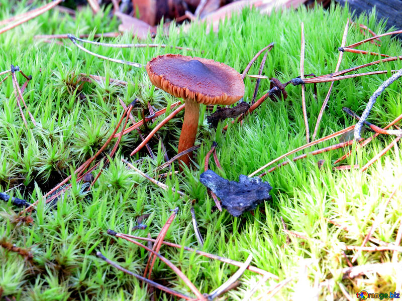 Old mushroom №24875