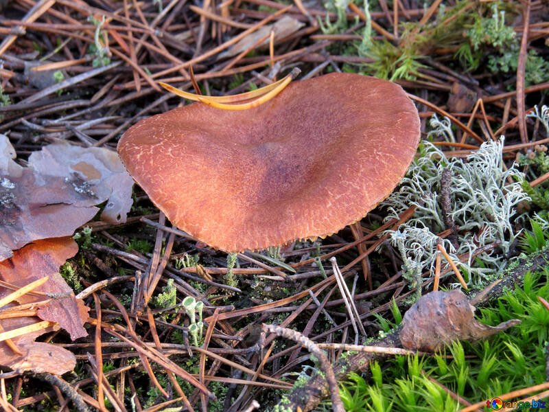 Red mushroom №24876