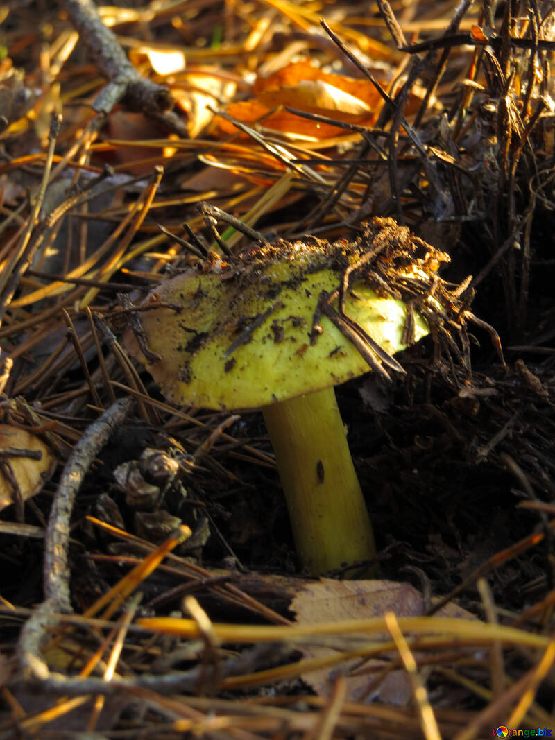 Tasty mushroom green №24788