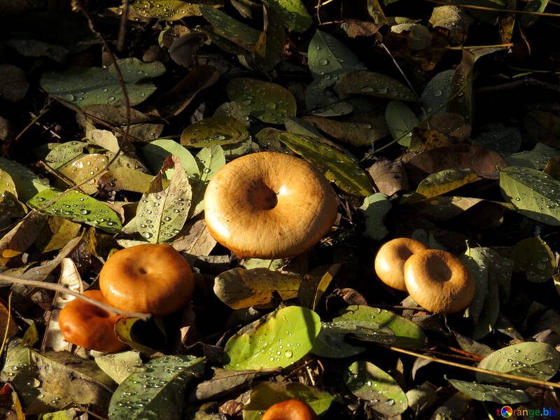 Autumn mushrooms №24883