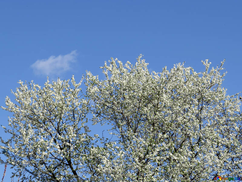 Bäume in voller Blüte №24507