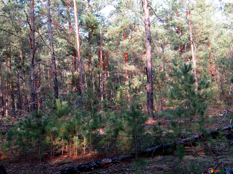 Épaisse forêt de pins №24857