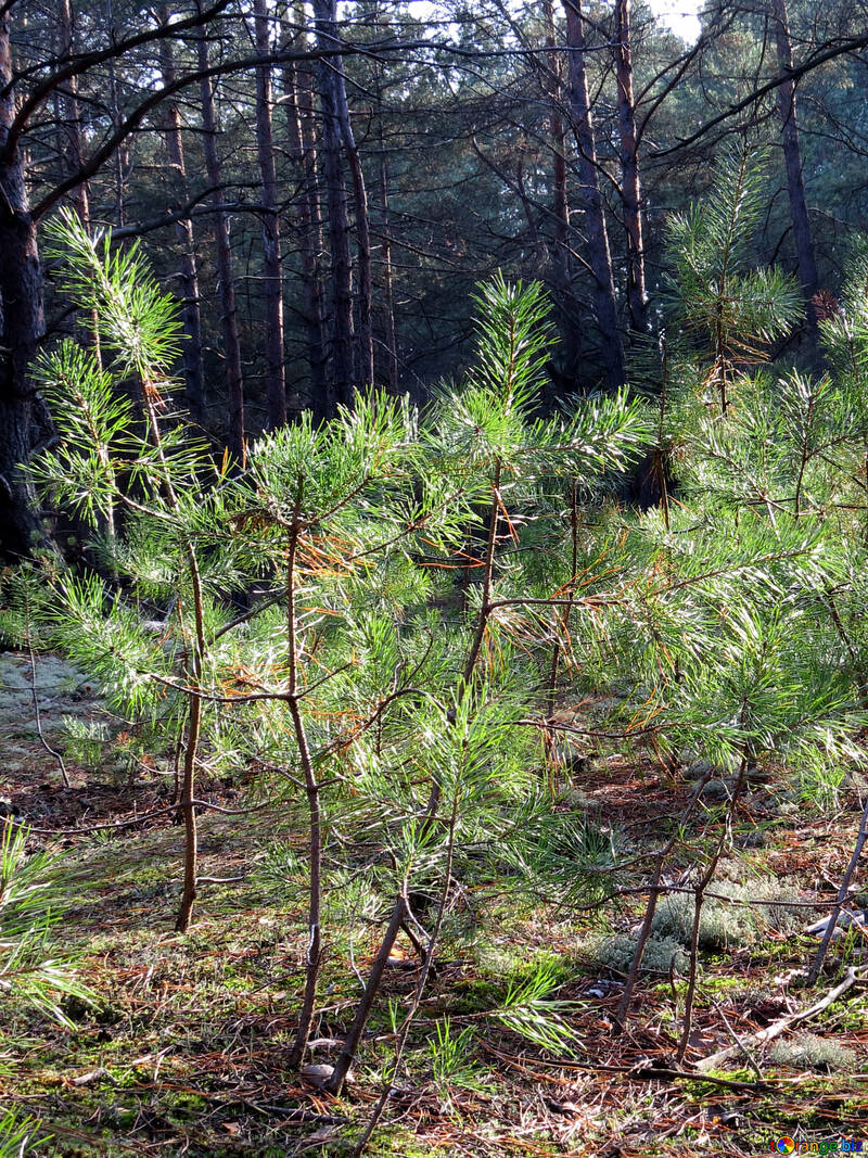 Young pine №24846