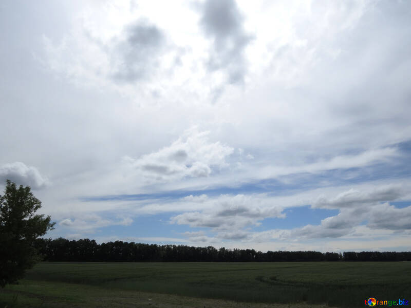 Schöne Himmel über Feld des Kornes №24204