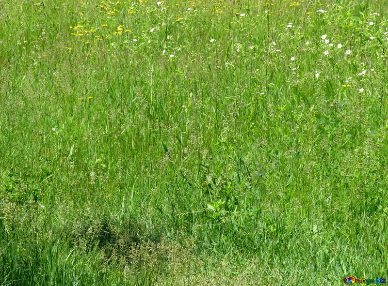 Lawn texture №24982