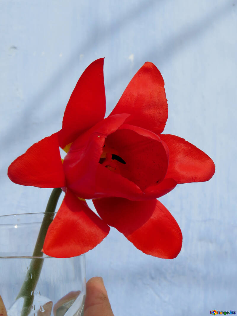Decorazione del tulipano №24135