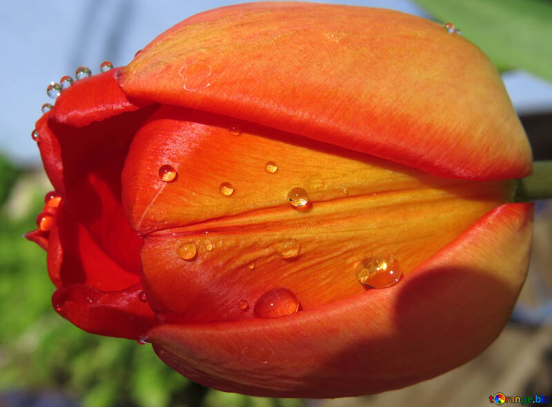 Drops on red tulip №24052