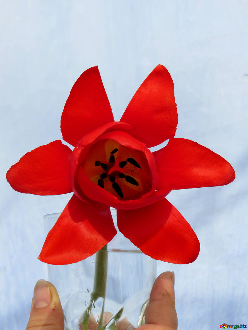 No es el habitual tulipán №24134