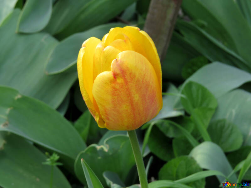 Un tulipán №24130