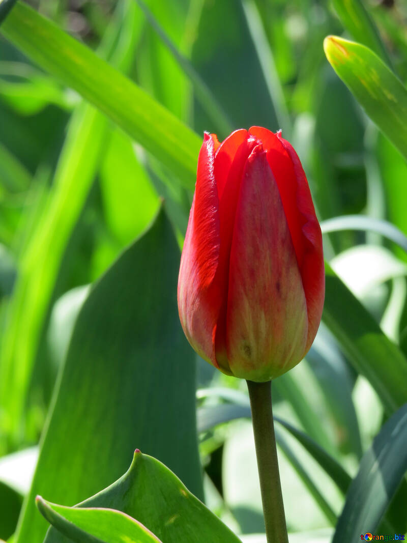 Red tulip №24020