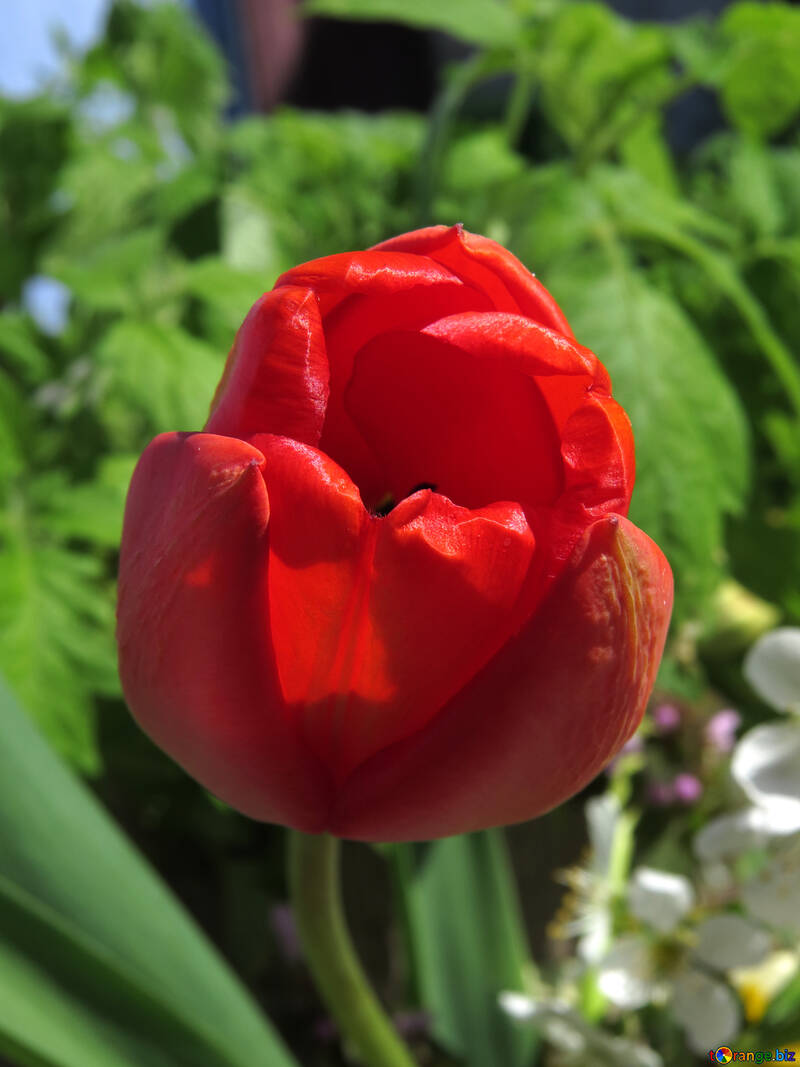 Червоний тюльпан №24062