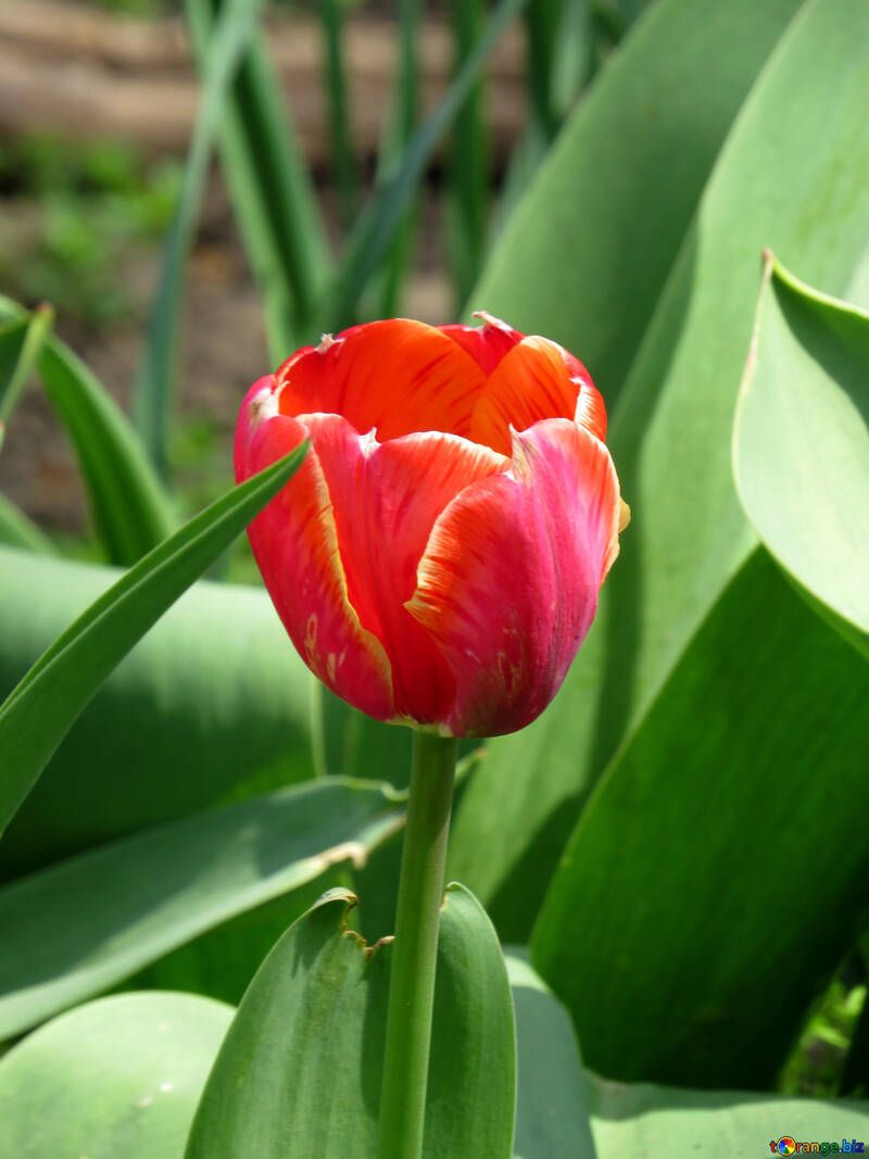 Tigre de tulipa №24148