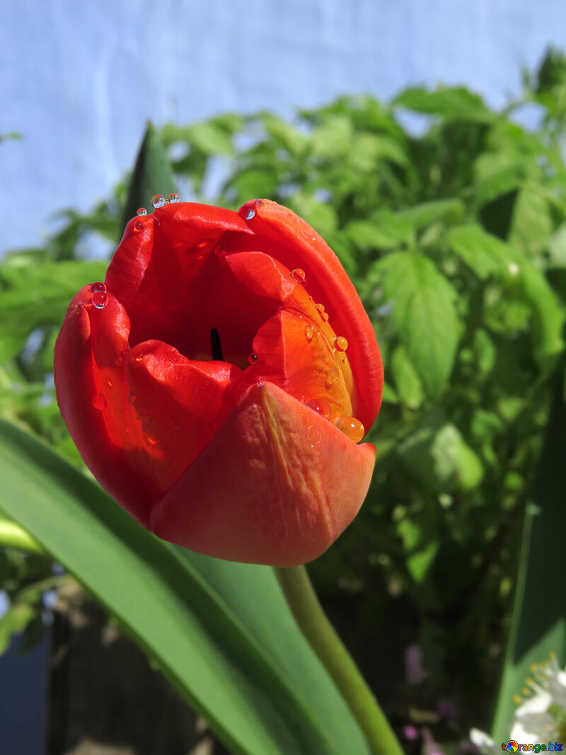 Wet tulip №24060