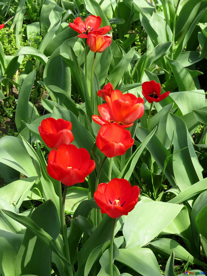 Growing Tulips №24146