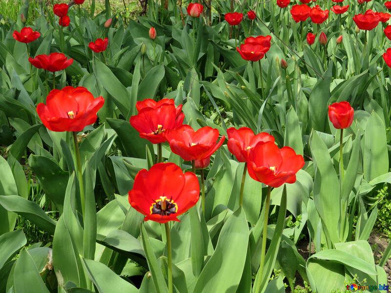 Tulips in the garden №24139