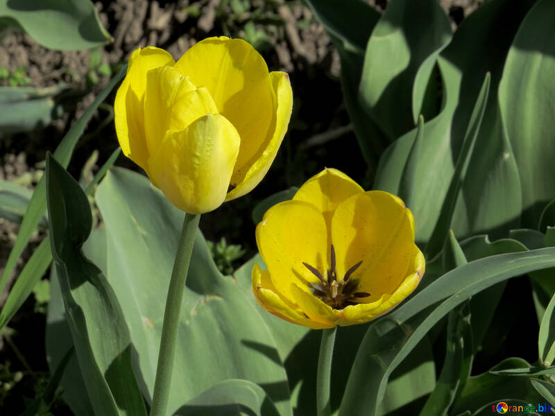Yellow tulips №24028