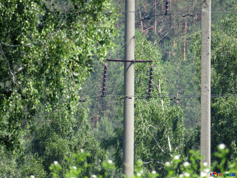 Postes con cables en el bosque №24985