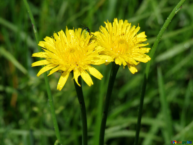 Yellow flowers in the grass №24920