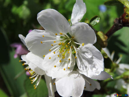 デスクトップの背景 無料の写真 デスクトップ用の春の花の壁紙 無料の写真 デスクトップの壁紙 Torange Biz