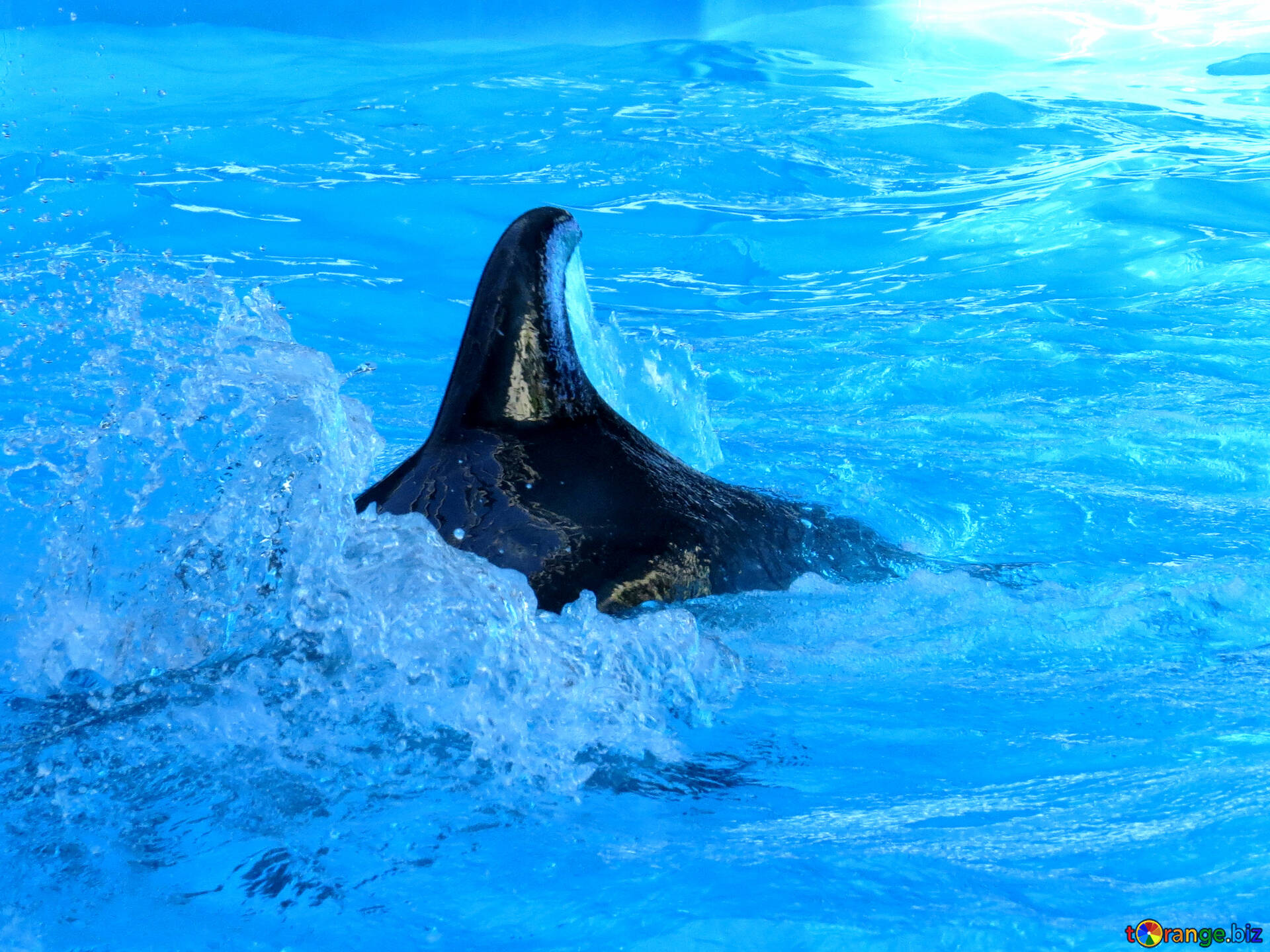 delfin bilder kostenlos  vorlagen zum ausmalen gratis