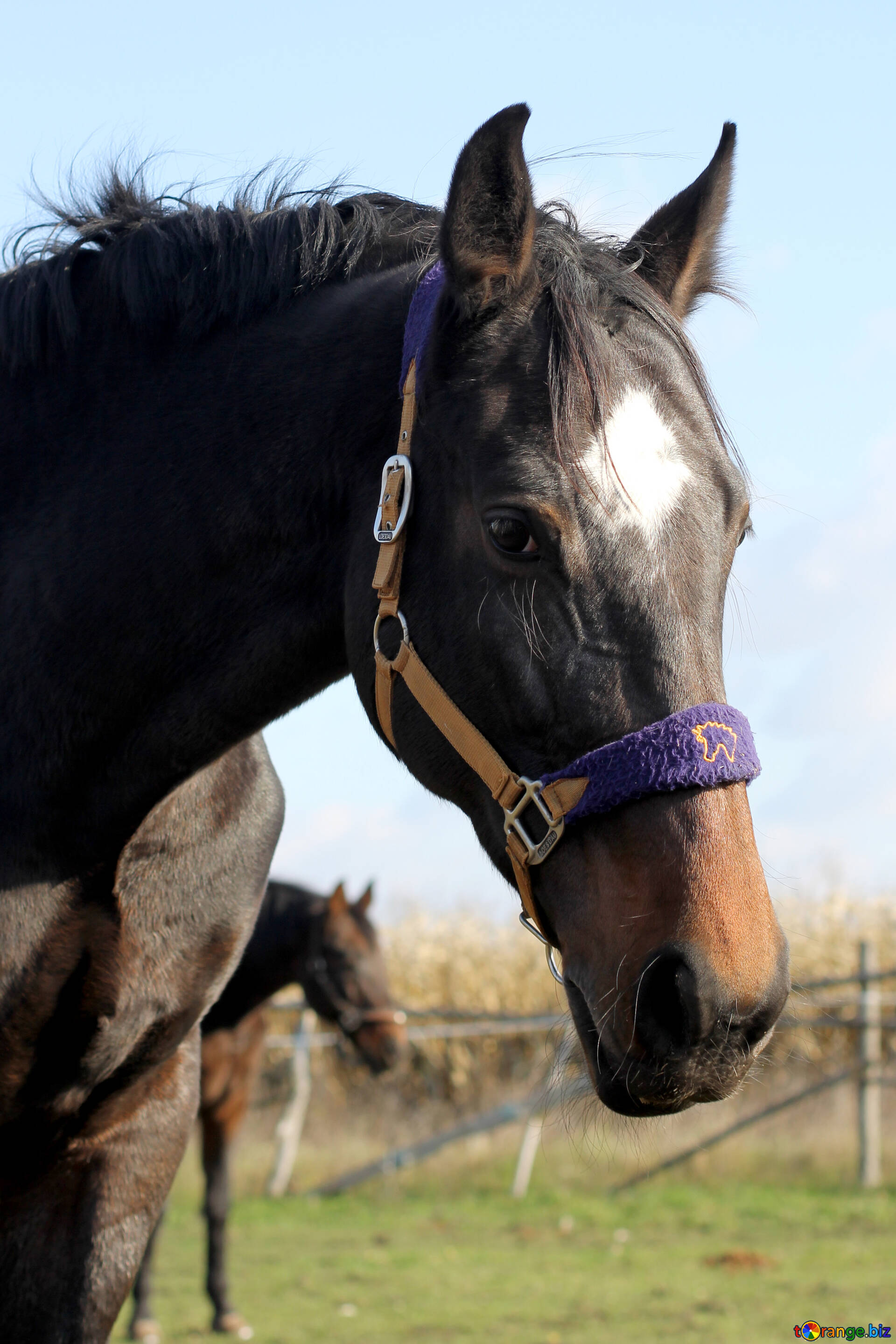 馬の肖像画 無料の写真 美しい馬 無料の写真 馬 Torange Biz