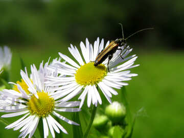 Beetle on flower №25022