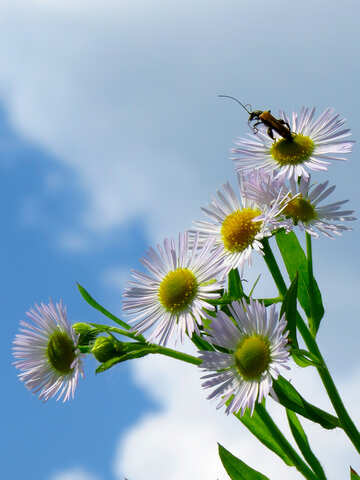 Beetle on flower №25026