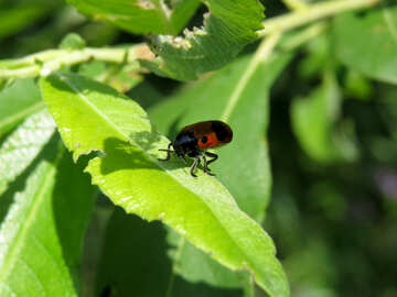 Red beetle №25041