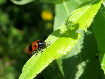 Rossa blister beetle №25042